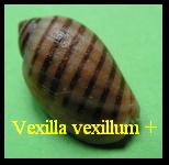 Vexilla vexillum + 
